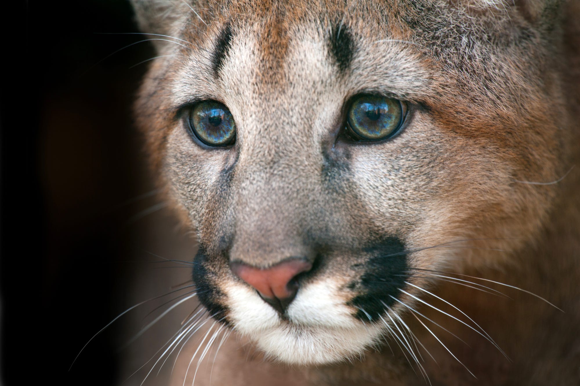 Up close photo of puma face