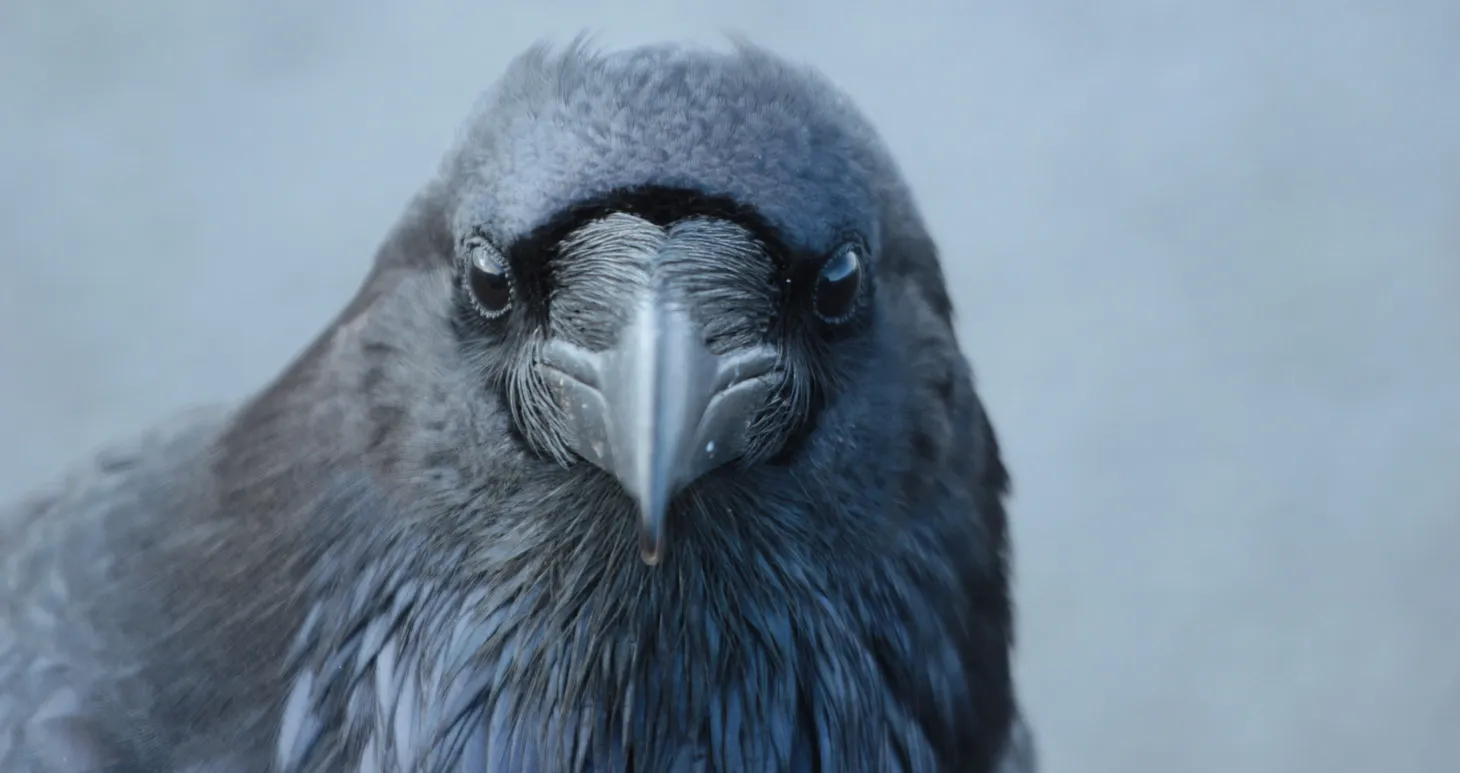 The sweet breathing of you, me, a raven in a tree
