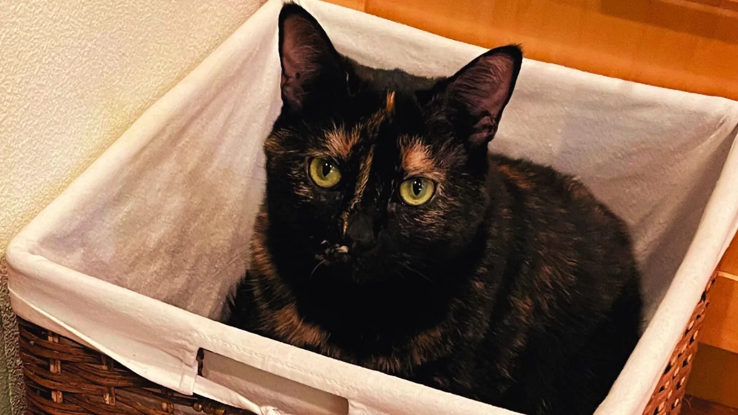 Chloe the tortoise-shell cat in a basket